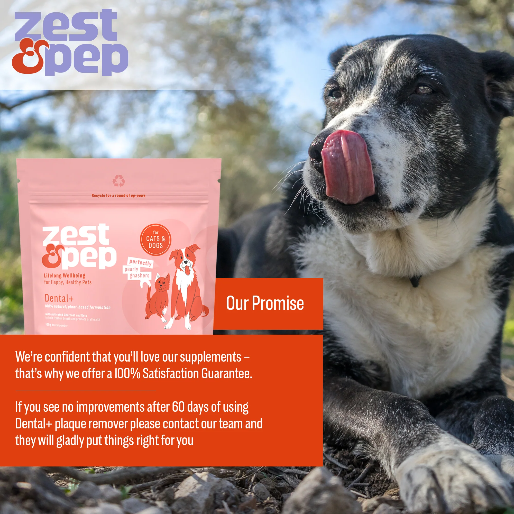 Zest and Pep Dental+ Powder - Image 3